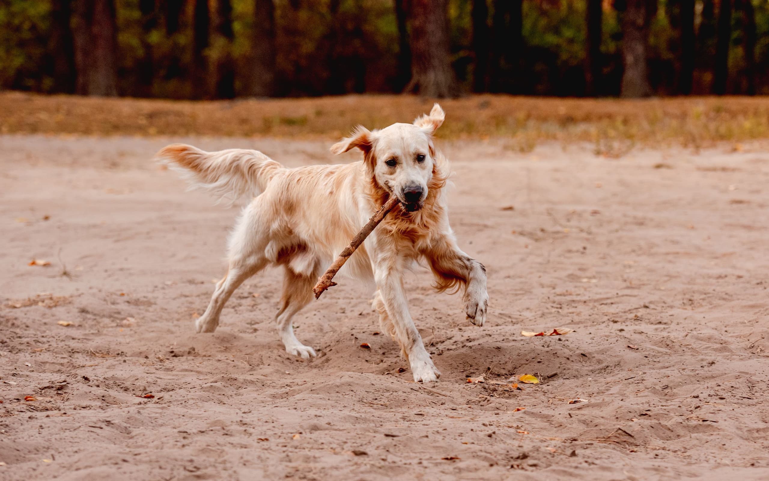 golden-retriever-dog-with-stick-on-nature-2023-11-27-04-54-23-utc.jpg